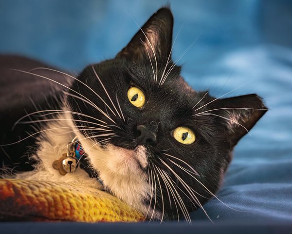 Bohemian decoration: elevate your home with chic essentials